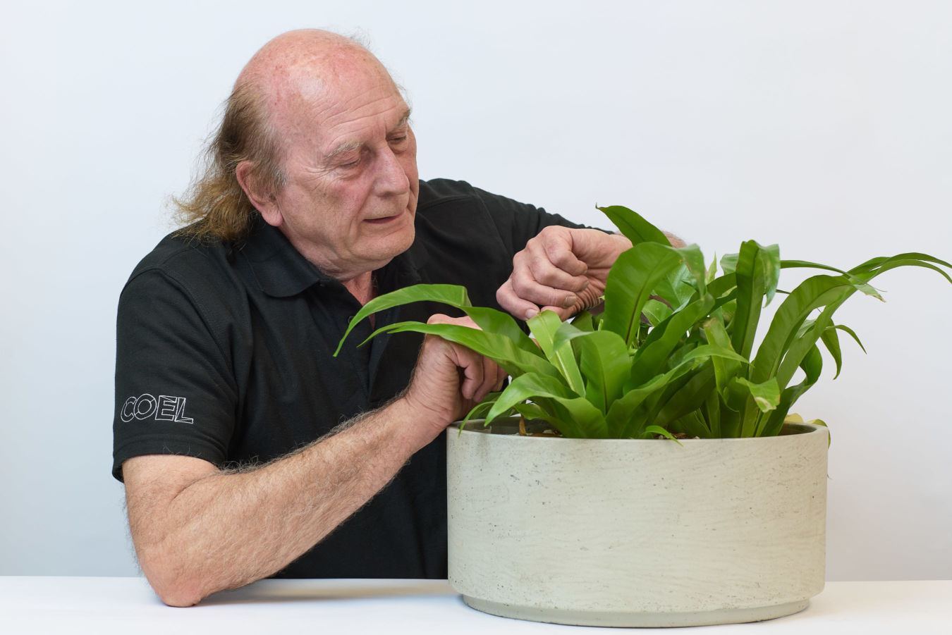 A person wearing a black shirt with "COEL" written on the sleeve tends to a lush green plant in a large concrete pot, set against a plain white background.