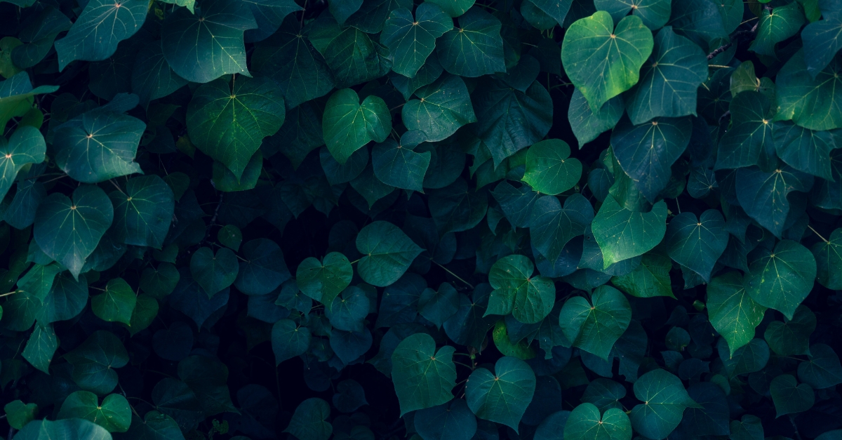 Dense, overlapping green leaves with distinct veins cover the image, creating a lush, natural tapestry in low light.