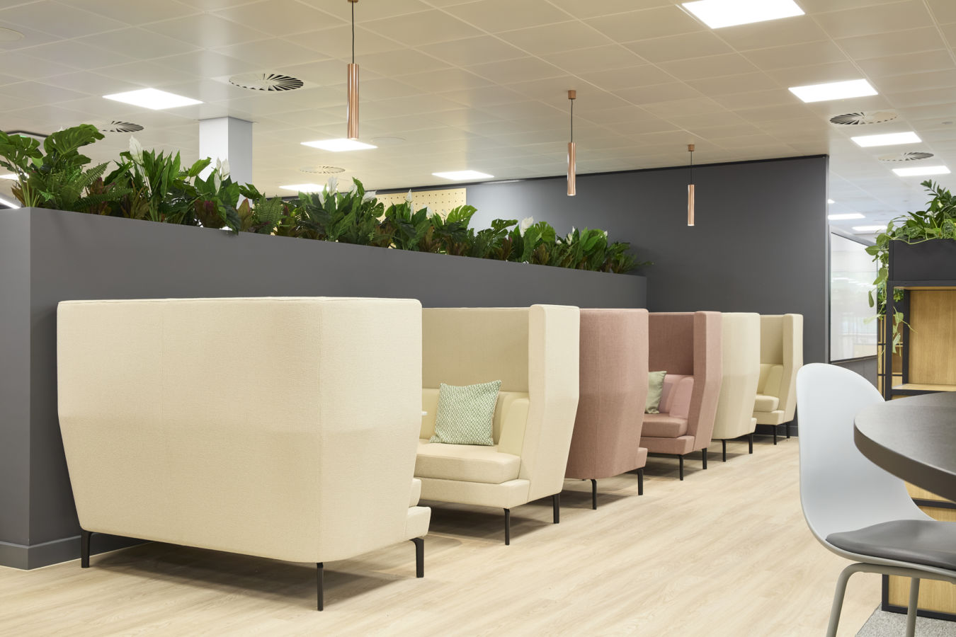Modern office seating area with cream and pink high-backed chairs separated by plants on a gray partition. Bright, calm ambiance with wood flooring