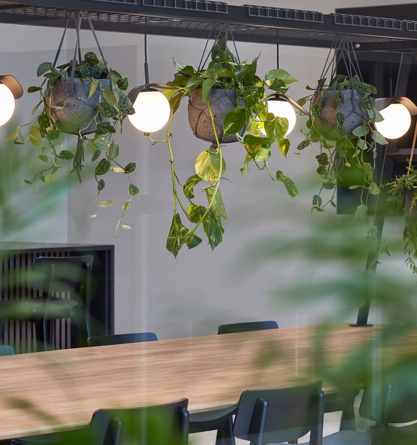 Hanging plants and circular lights adorn a modern office setting above a long wooden table with black chairs, surrounded by greenery, creating a natural, airy ambiance.