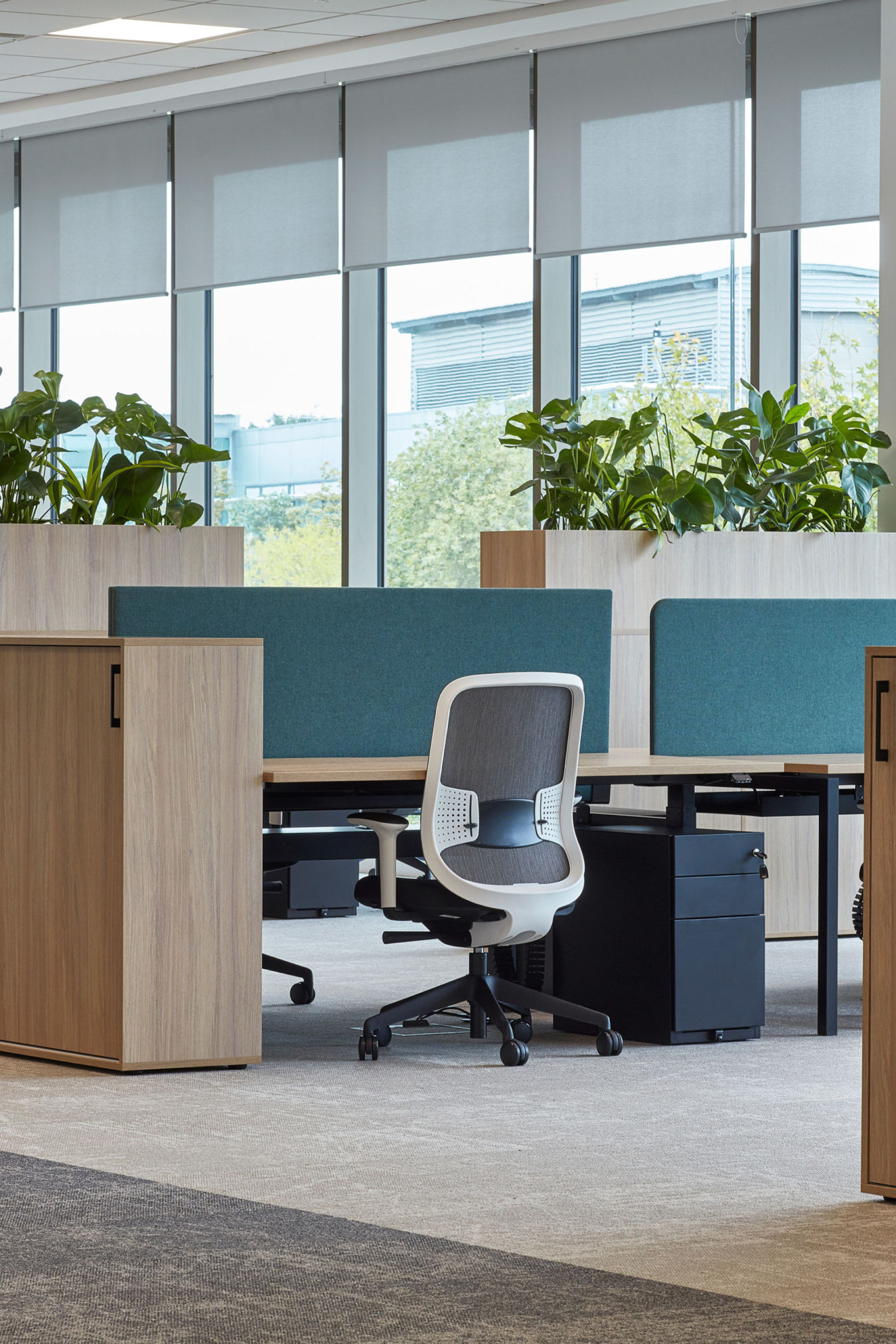 Office space featuring a white ergonomic chair at a wooden desk with teal partitions, surrounded by cabinets topped with green plants, in a room with large windows and gray blinds.