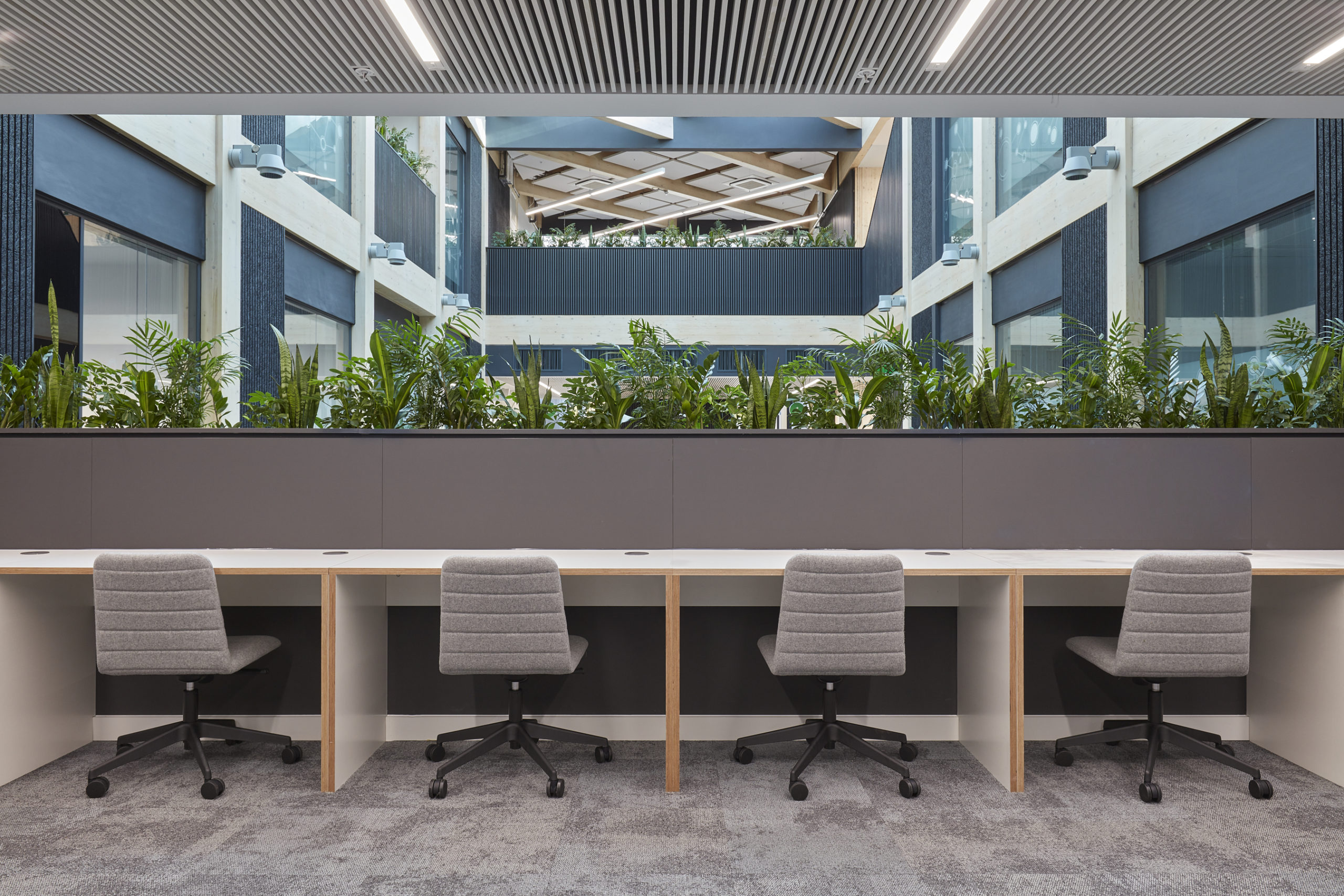 Four grey office chairs rest against a long white desk; a line of green plants separates the workspace from a contemporary atrium with large windows and geometric ceiling design.